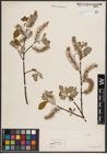 Foto von Salix caprea L.